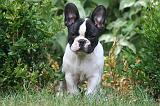 BOULEDOGUE FRANCAIS 1319